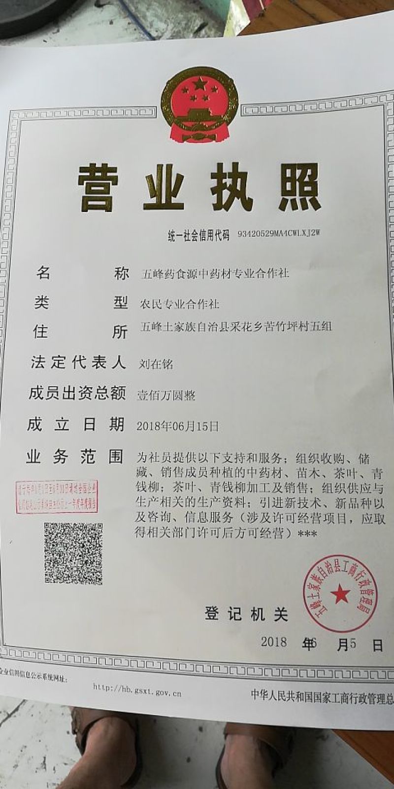 原生态野生青钱柳茶一级