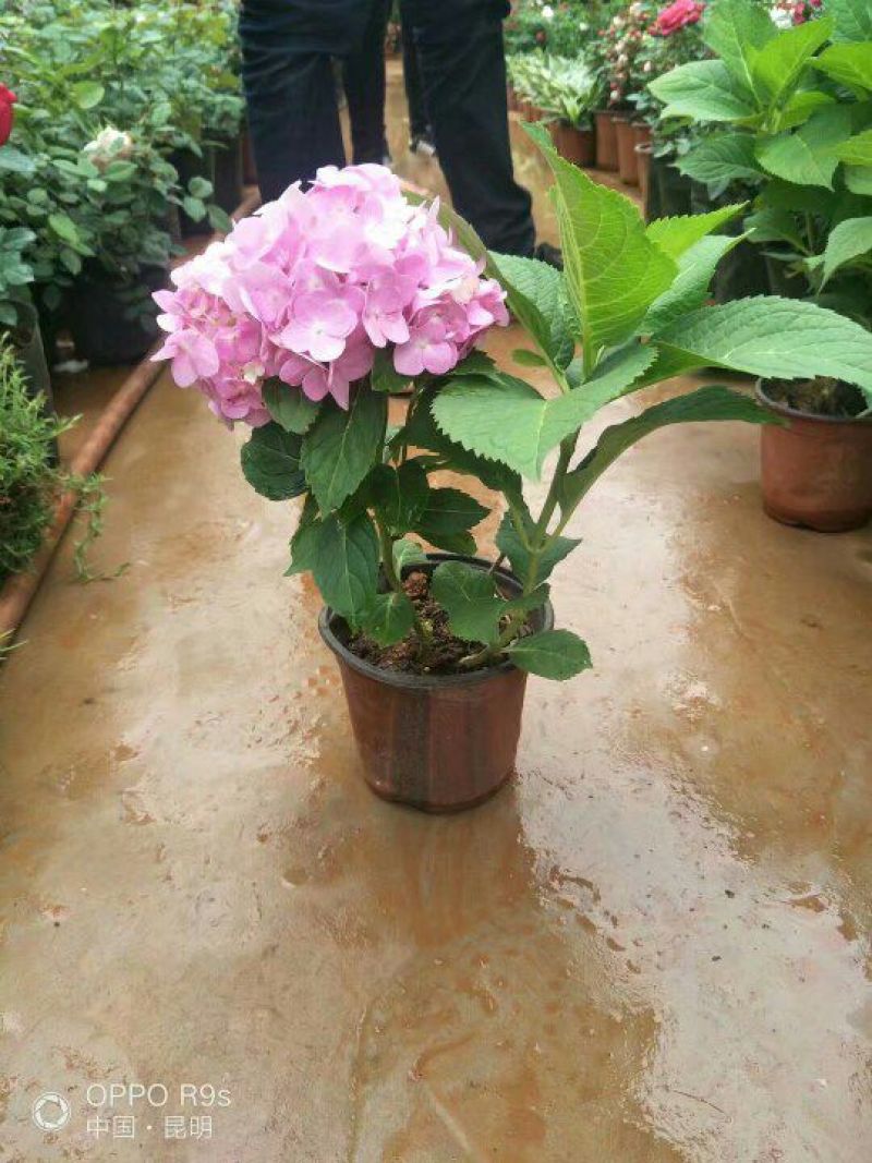 八仙花木绣球