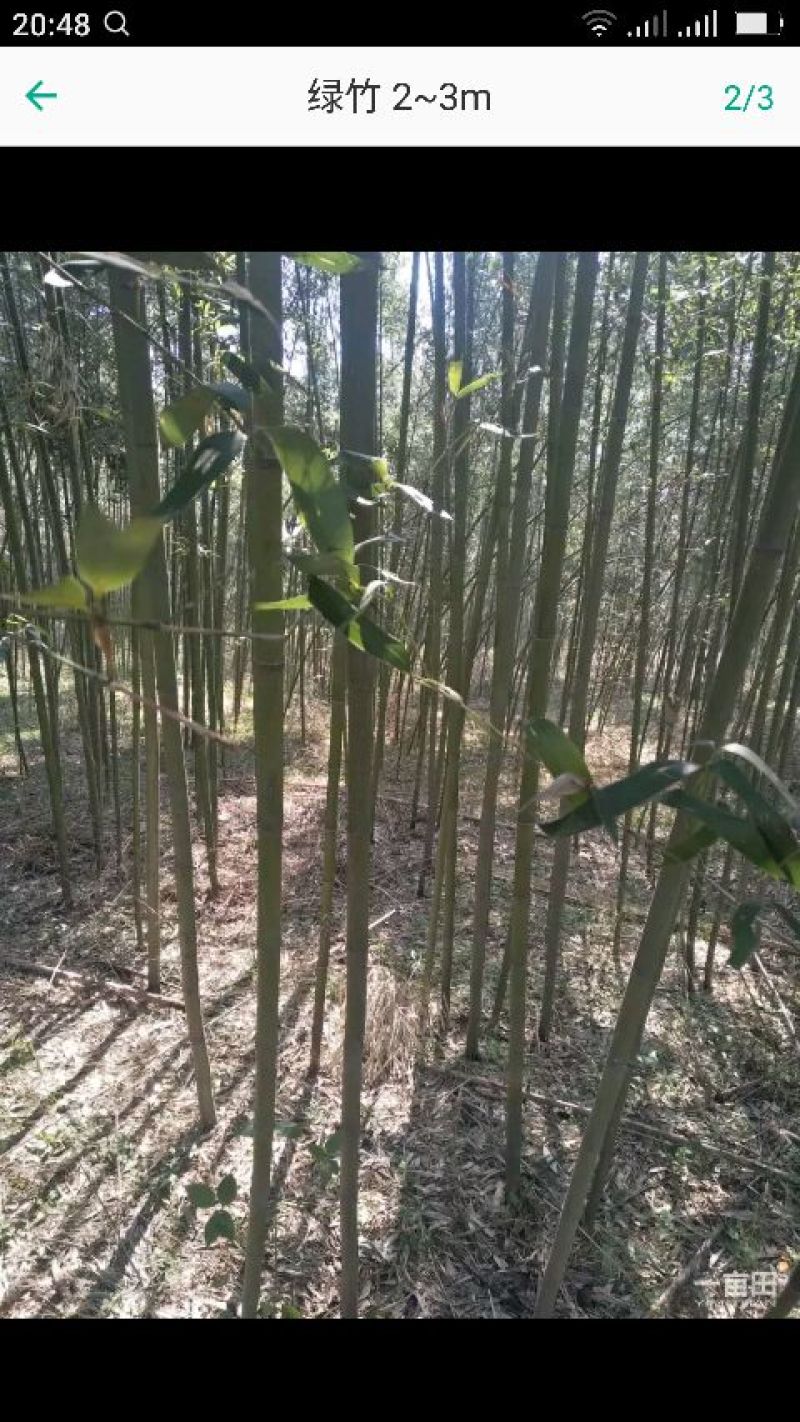 水竹，大小规格齐全，有需要的联系，量大从优