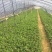 吉塞拉矮化樱桃砧木苗/吉塞拉樱桃砧木苗/矮化樱桃砧木苗