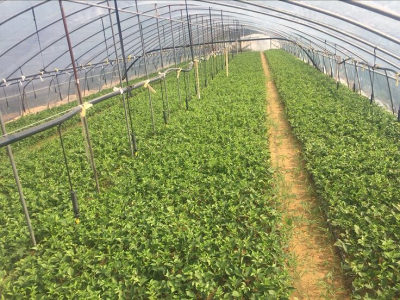 吉塞拉矮化樱桃砧木苗/吉塞拉樱桃砧木苗/矮化樱桃砧木苗