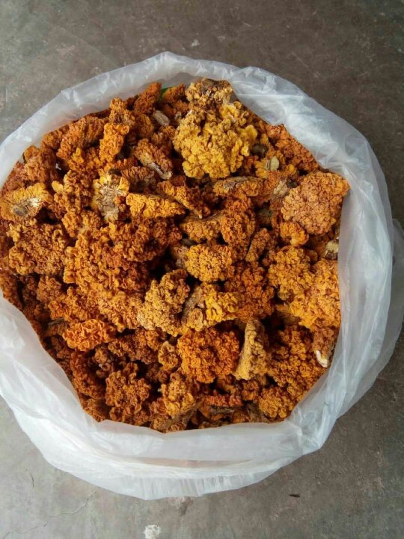 金耳又称脑耳