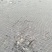 湘云鲫