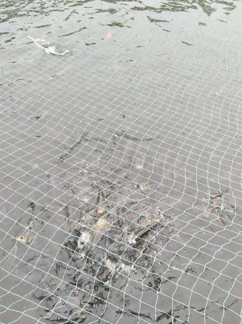 湘云鲫