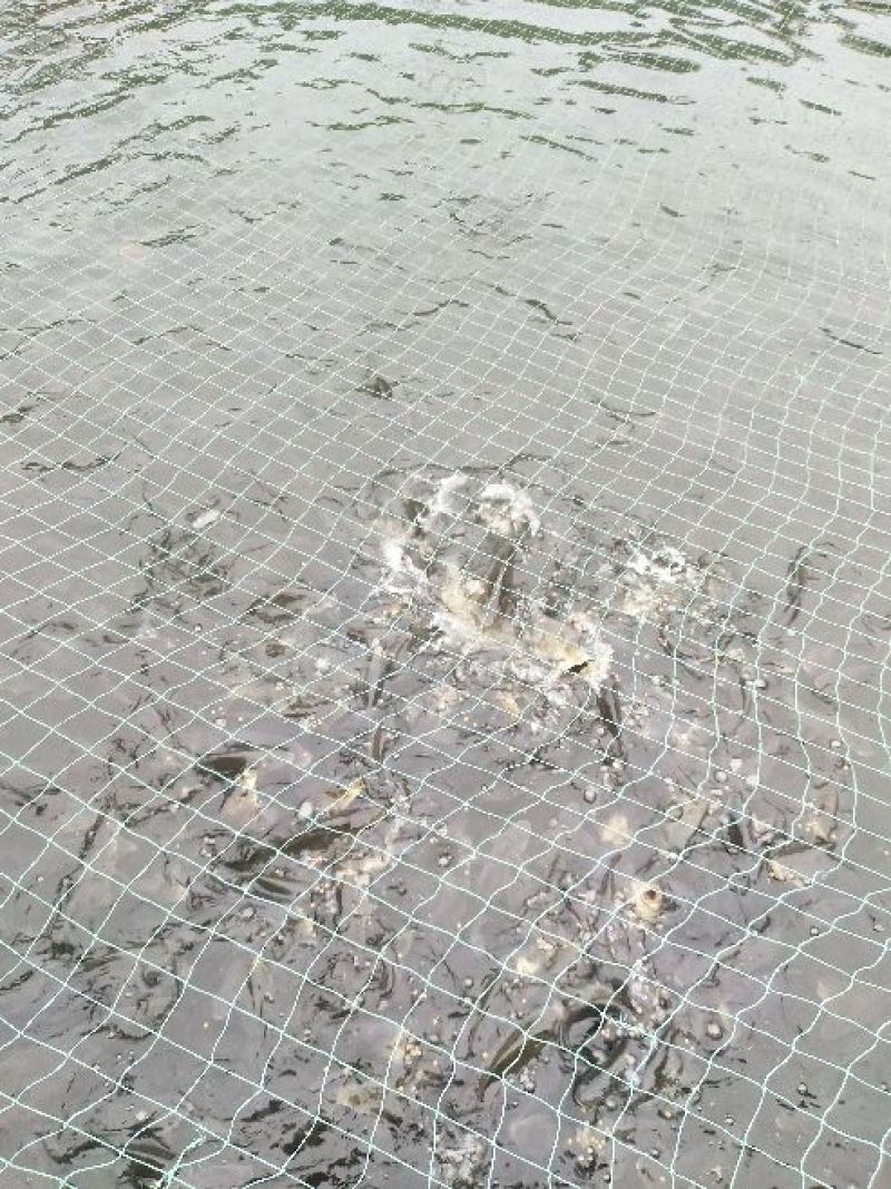 湘云鲫
