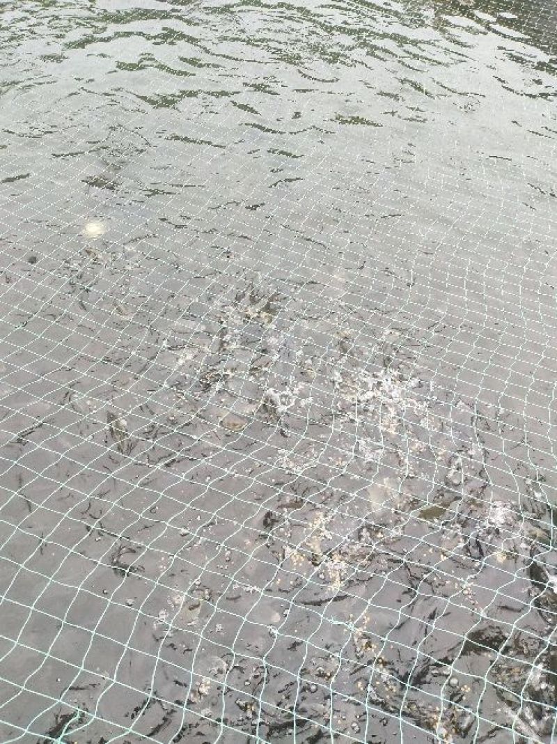 湘云鲫