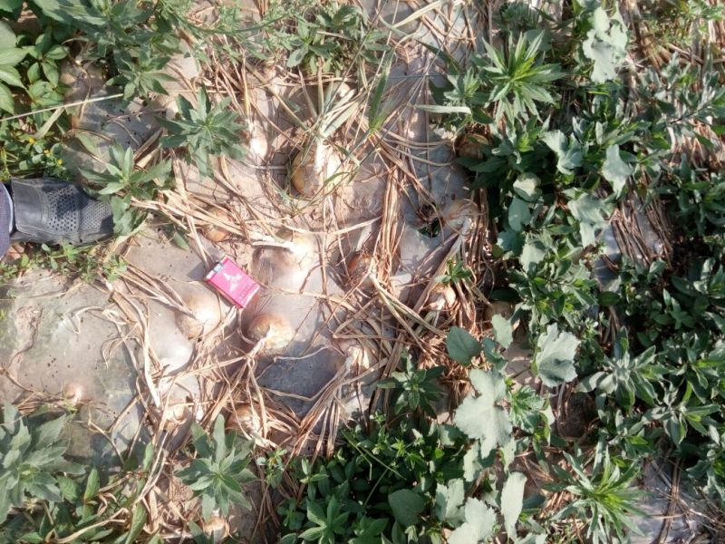 供应黄皮洋葱，红黄皮洋葱，产地直供，一手货源，保证质量