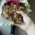 姜型多花甜黄精块茎苗，入药典品种，产地常年购销块茎和种苗