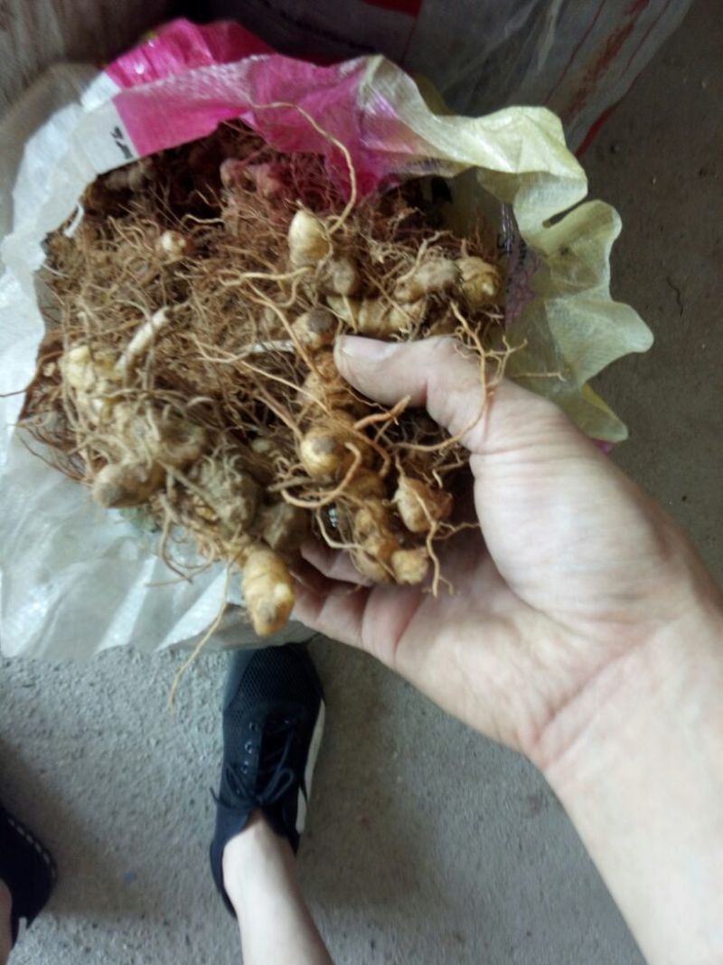 姜型多花甜黄精块茎苗，入药典品种，产地常年购销块茎和种苗