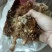 姜型多花甜黄精块茎苗，入药典品种，产地常年购销块茎和种苗