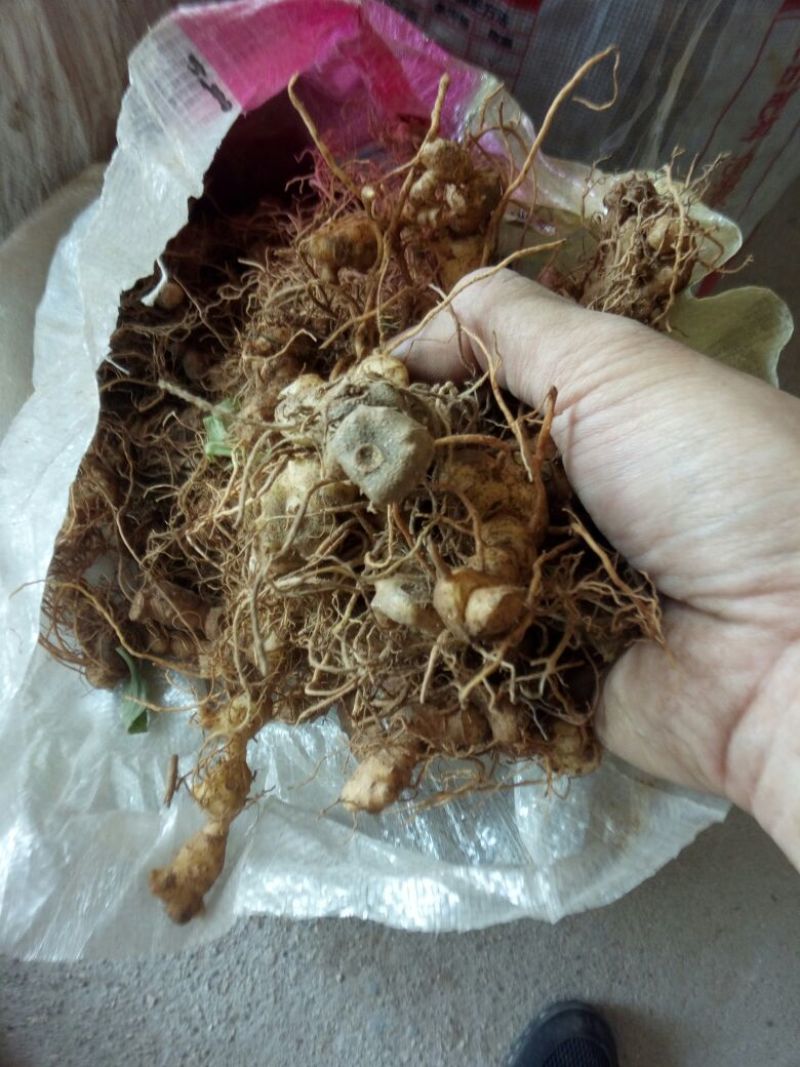 姜型多花甜黄精块茎苗，入药典品种，产地常年购销块茎和种苗