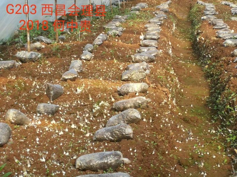 高产羊肚菌种