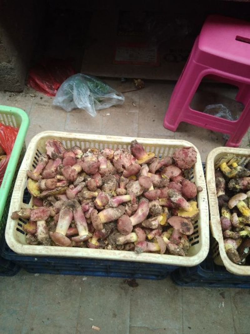 云南野生菌一级鲜货