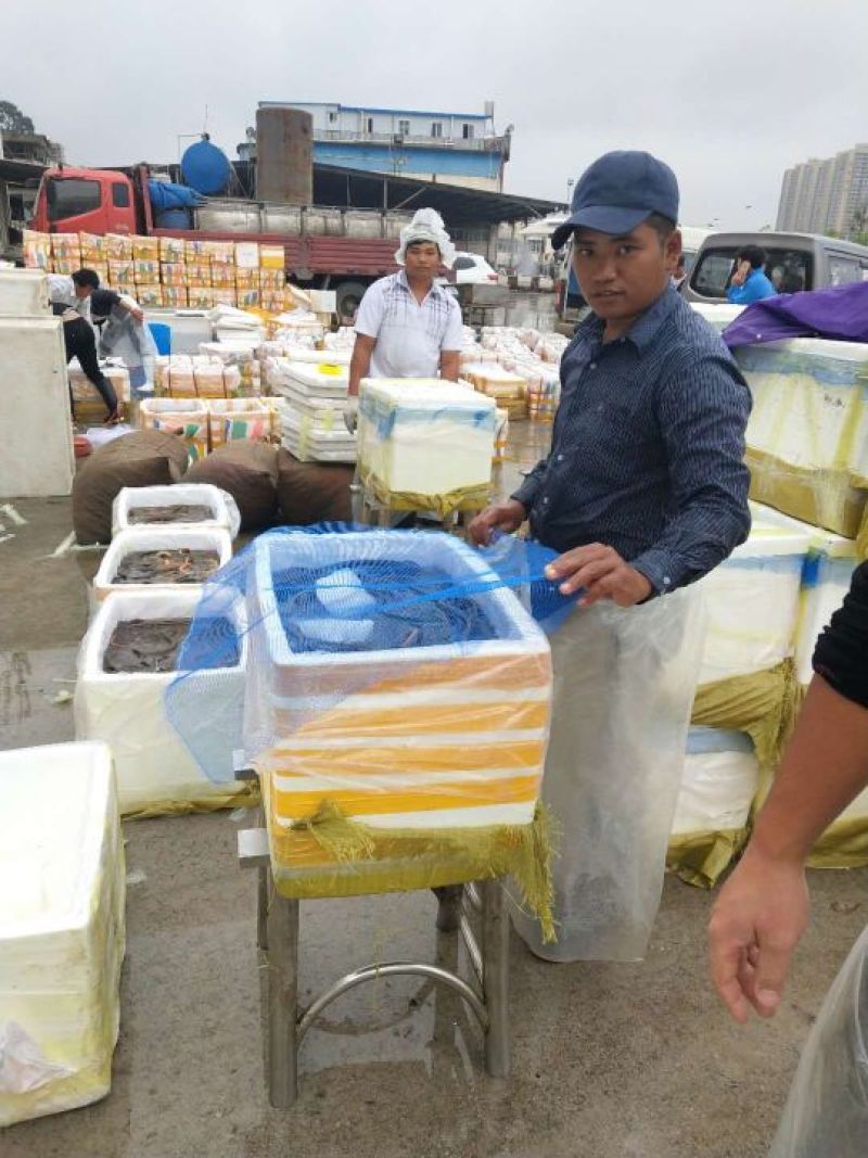 黄鳝食用活鱼