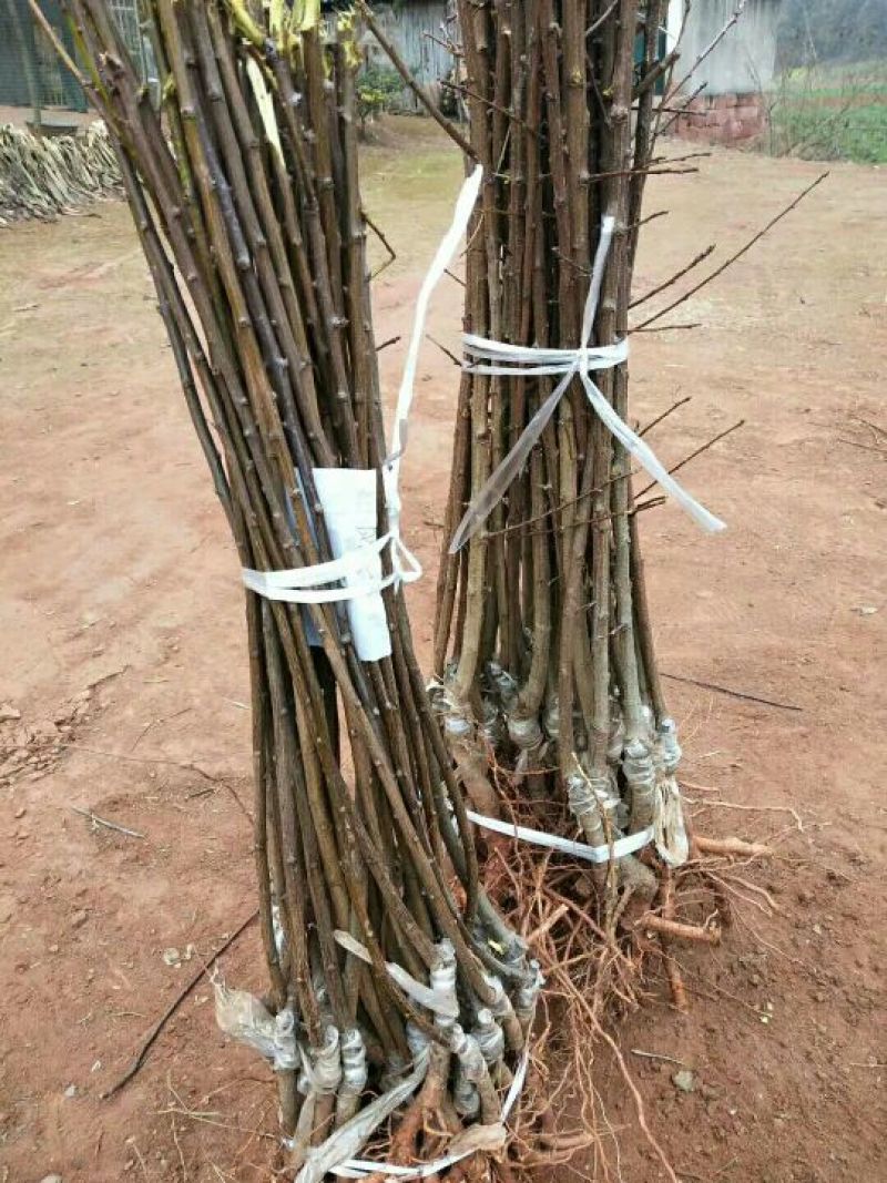 一点红李子苗，离核李子苗基地直销，苗子漂亮。品种纯度保证