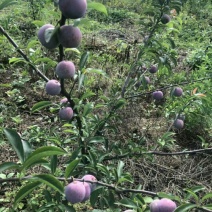 一点红李子苗，离核李子苗基地直销，苗子漂亮。品种纯度保证