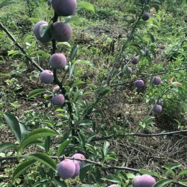 一点红李子苗，离核李子苗基地直销，苗子漂亮。品种纯度保证