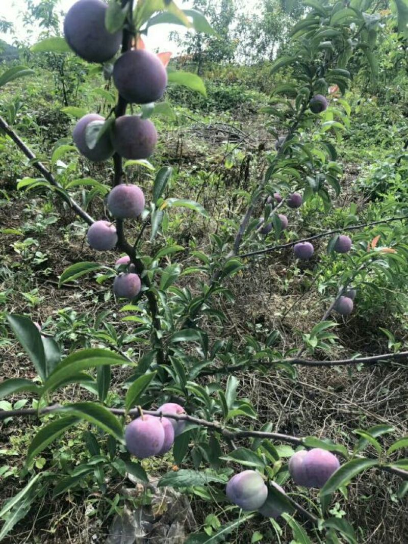 一点红李子苗，离核李子苗基地直销，苗子漂亮。品种纯度保证
