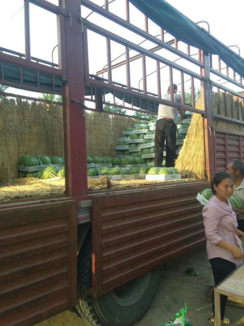8424西瓜一站式服务，基地直发，有专业的团队质量是我信