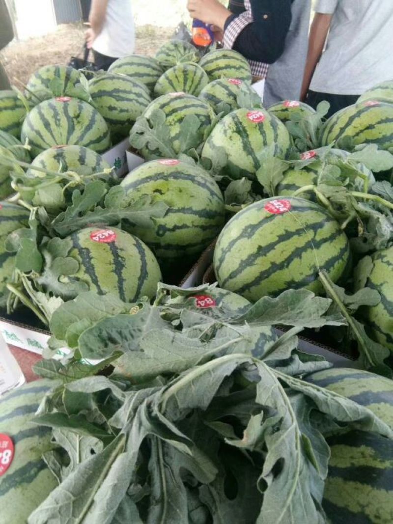 8424西瓜一站式服务，基地直发，有专业的团队质量是我信