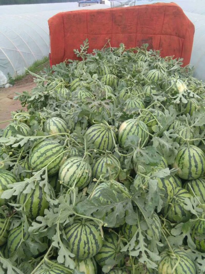 8424西瓜一站式服务，基地直发，有专业的团队质量是我信