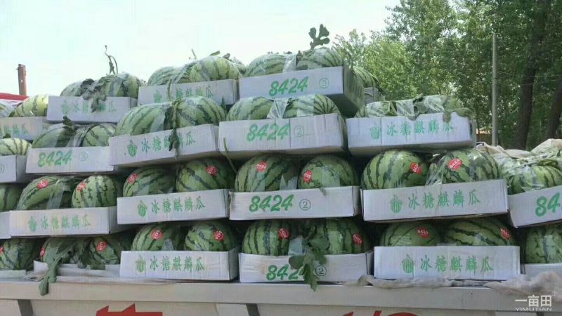 8424西瓜一站式服务，基地直发，有专业的团队质量是我信