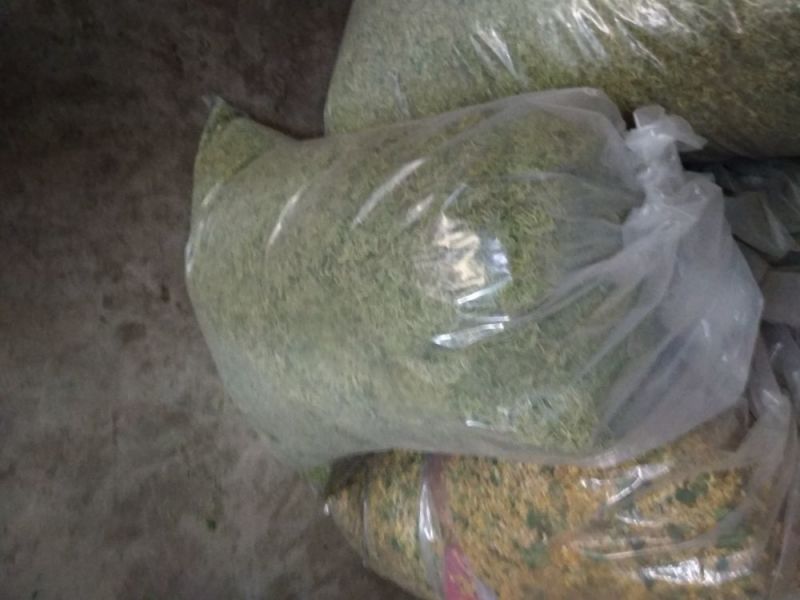 金银花