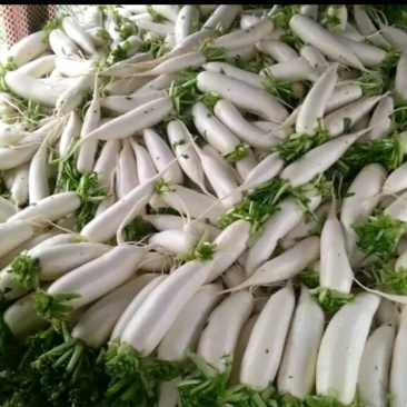 白萝卜，萝卜甜脆可口