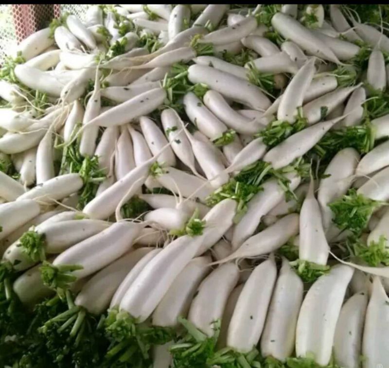 白萝卜，萝卜甜脆可口