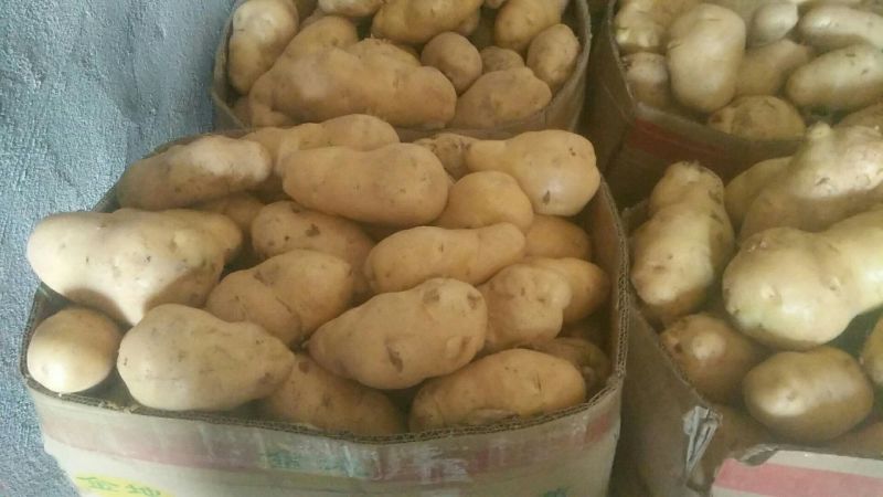 开始收获荷兰15马铃薯收货联系