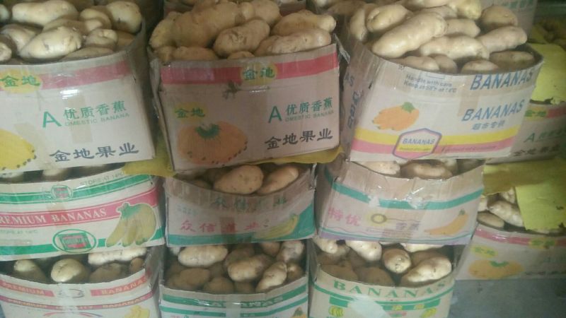 开始收获荷兰15马铃薯收货联系