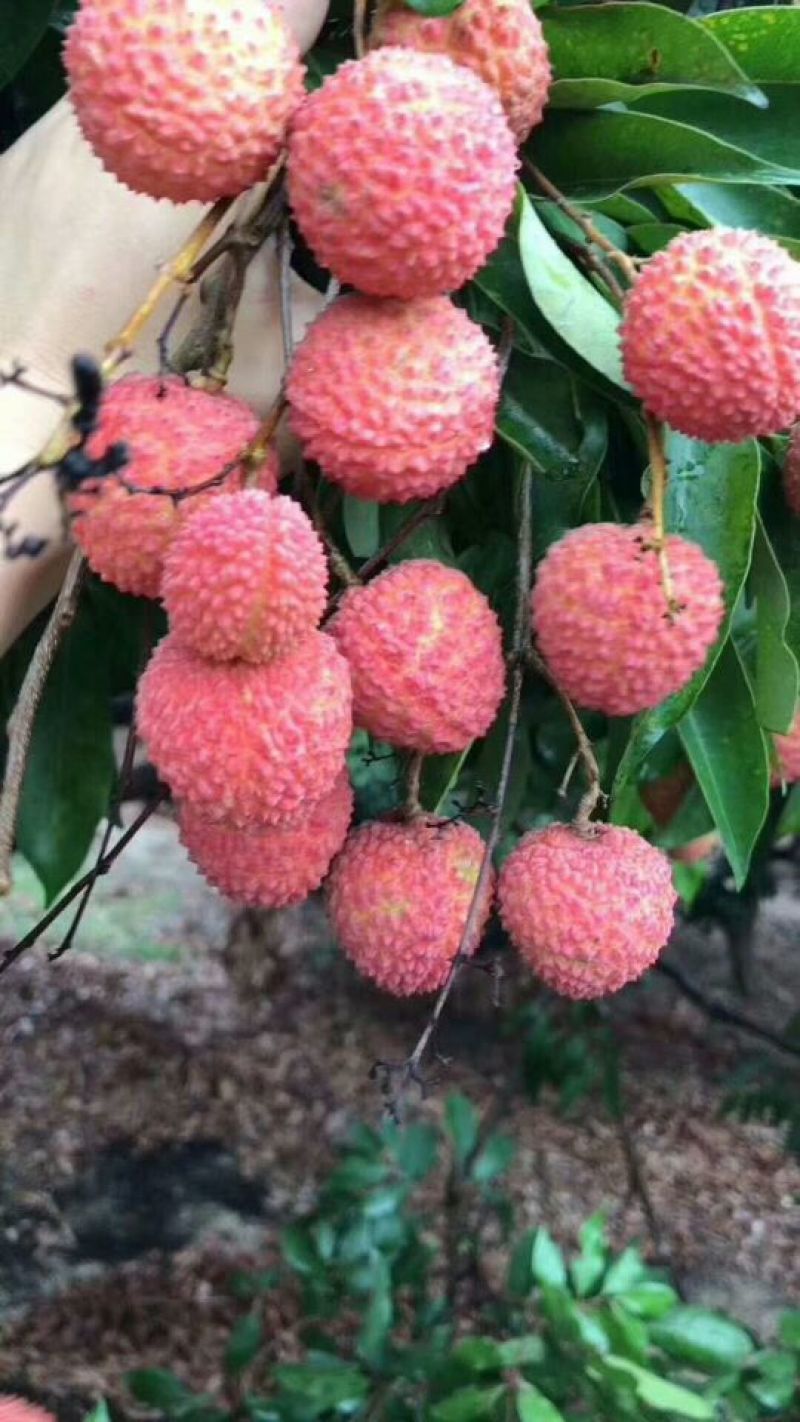 从化荔枝