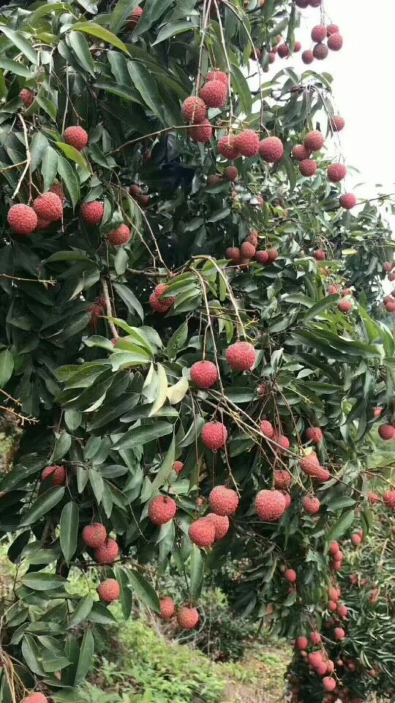 从化荔枝