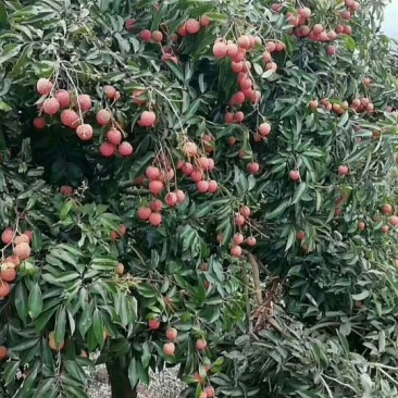 从化荔枝