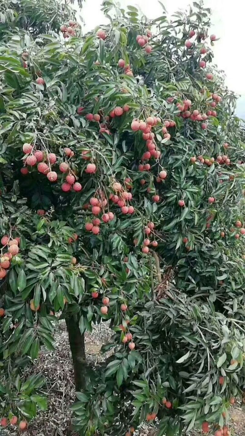 从化荔枝