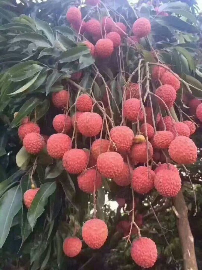 从化荔枝