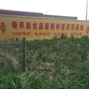 大棚