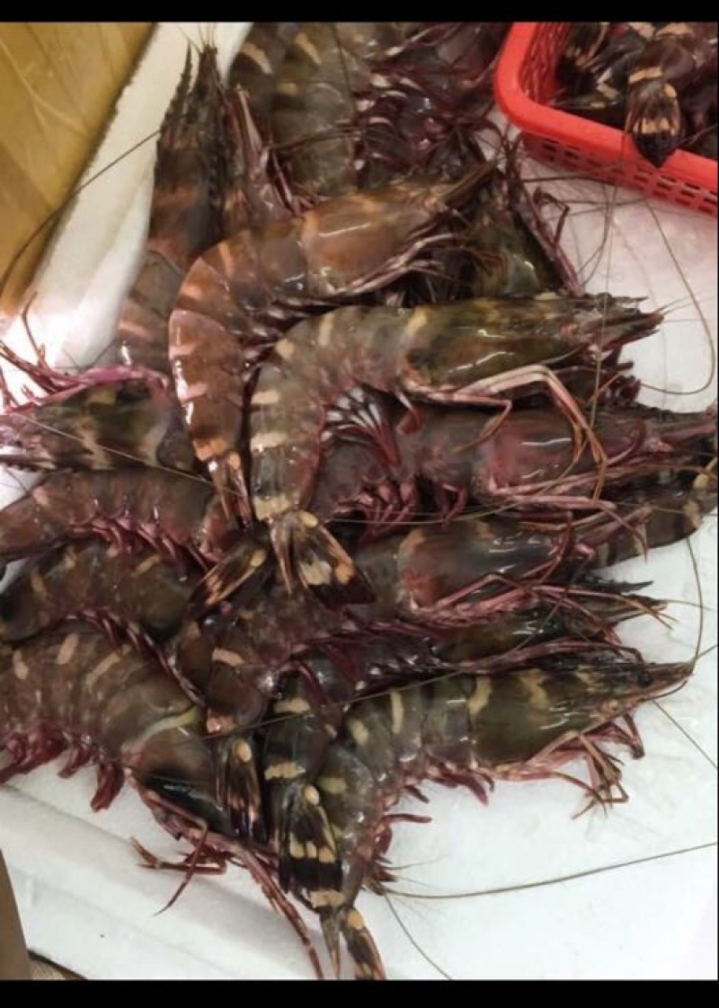 红虾天然优质海虾肉