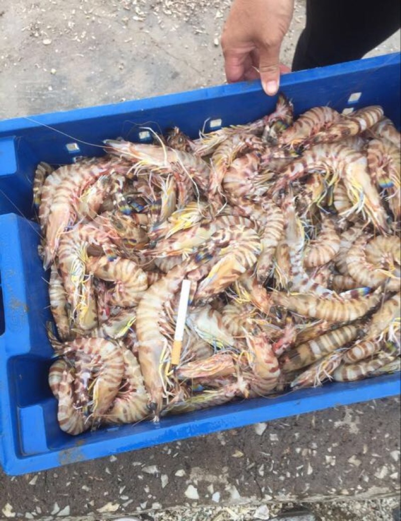 红虾天然优质海虾肉