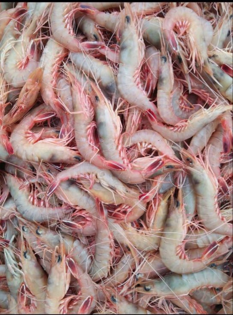 红虾冰鲜虾