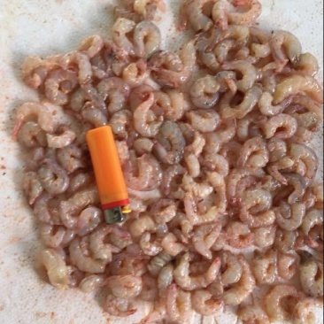 红虾冰鲜虾