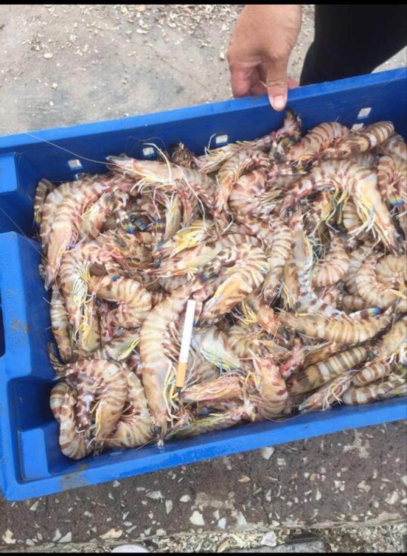 红虾冰鲜虾