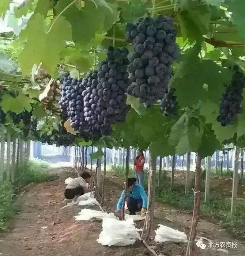 葡萄苗摩尔多瓦种苗基地直达，现挖现卖
