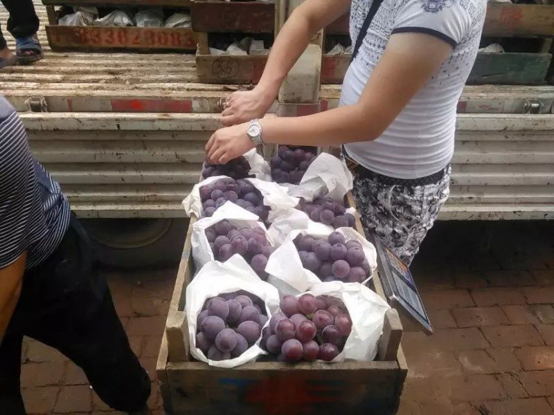 葡萄苗滕念，2年苗，基地直销，现挖现卖。