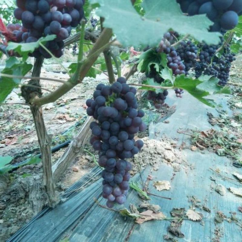 葡萄苗滕念，2年苗，基地直销，现挖现卖。