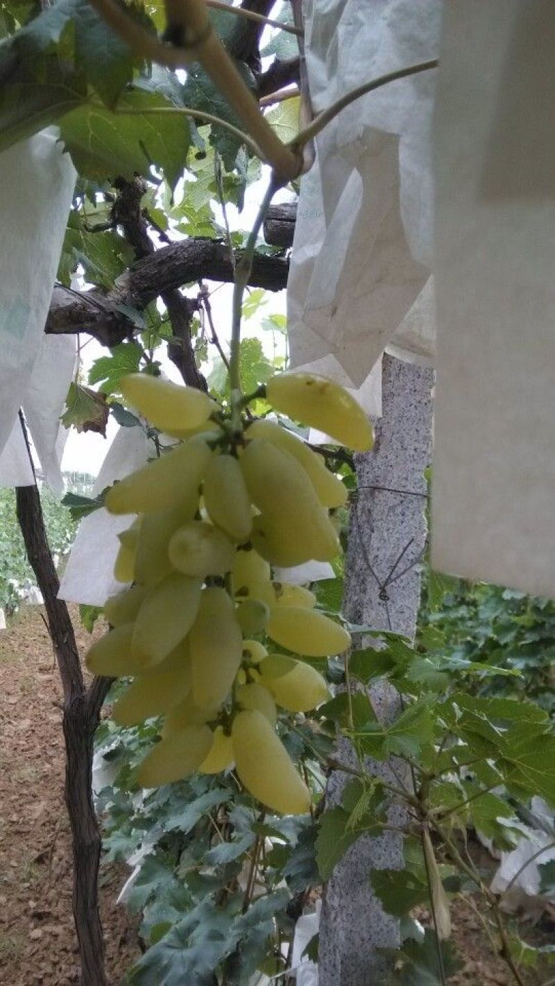 葡萄苗滕念，2年苗，基地直销，现挖现卖。