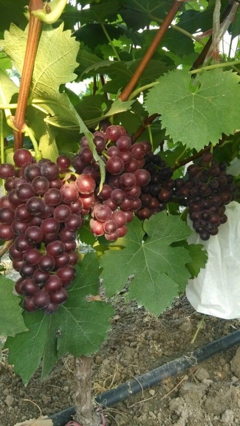 葡萄苗滕念，2年苗，基地直销，现挖现卖。