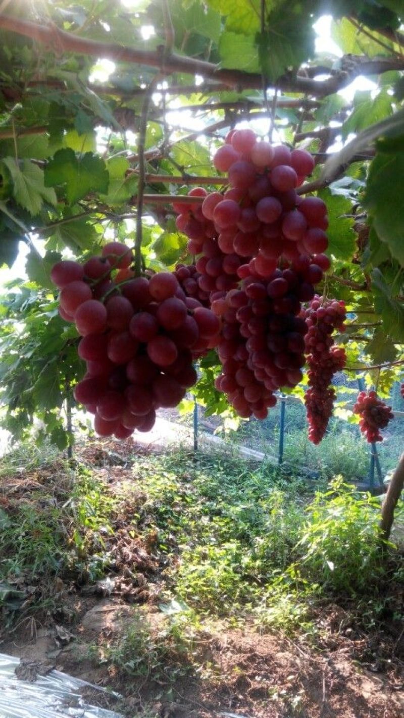 葡萄苗滕念，2年苗，基地直销，现挖现卖。
