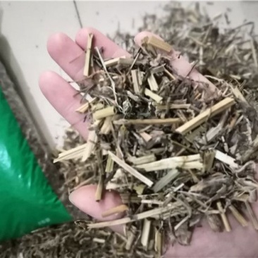白屈菜断肠草
