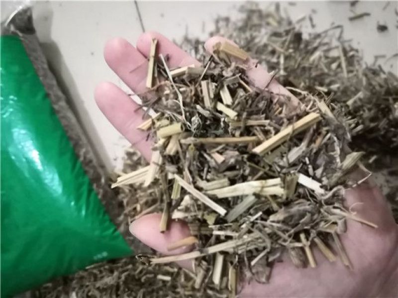 白屈菜断肠草